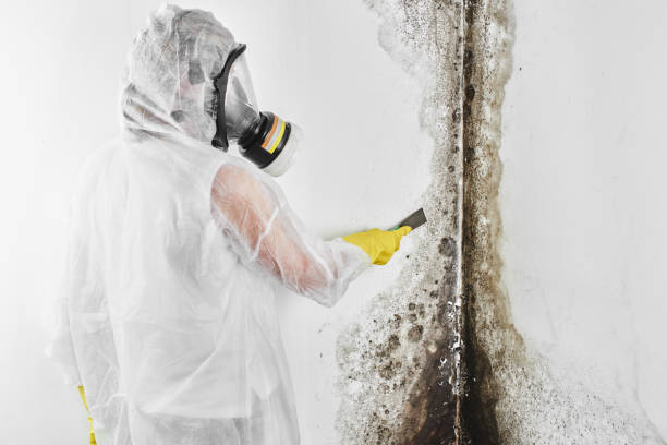 Best DIY Mold Remediation Support Services in Oakland, NJ