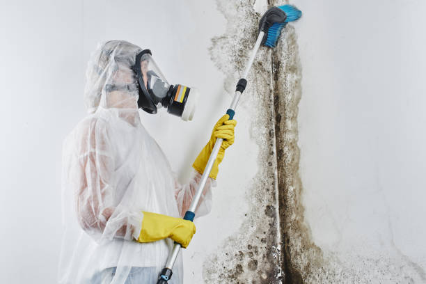 Professional Mold Remediation in Oakland, NJ