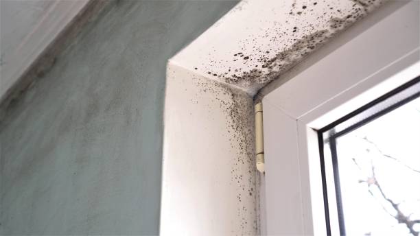 Best Insurance-Related Mold Remediation in Oakland, NJ