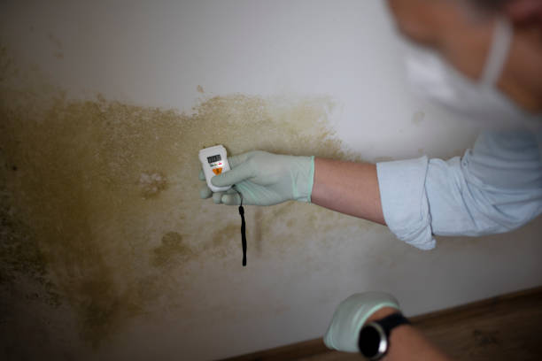 Best Black Mold Remediation in Oakland, NJ